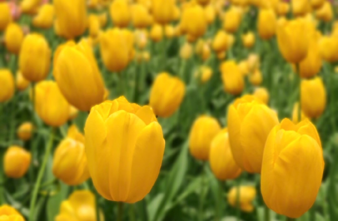 关于转发徐州市人社局、财政局在新冠肺炎疫情防控期间开展企业职