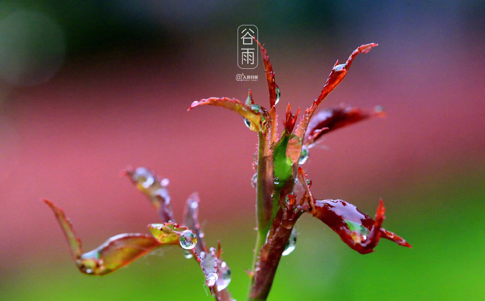 优化营商环境条例